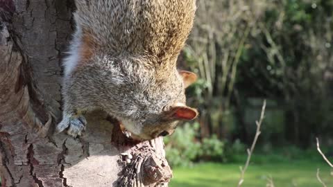Squirrel Diary