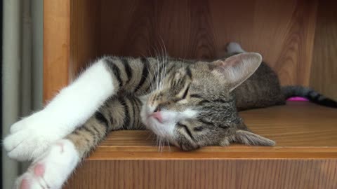 Bookworm Cat, Kitten Sleeping on the Bookshelf