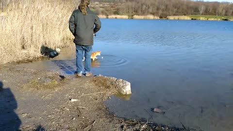 Cute Shiba Inu in water