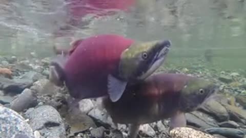 Crowded salmon laying eggs in clear water | #salmon laying eggs | #aquatic life.......