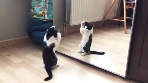 Cat play with mirror
