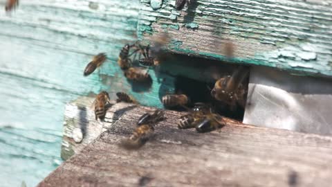 Group of bees at the entrance of the hive. Beehive entrance with a lot of bees close up