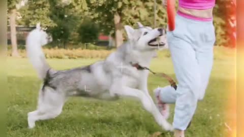 How to train ur dog [dog training,teaching video]