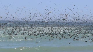 California Beach Birds & Sardines