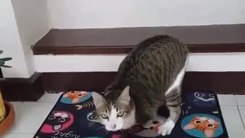 Watch a cat land on the stairs with two legs only