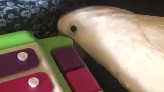 Shou Shou the cockatoo plays piano