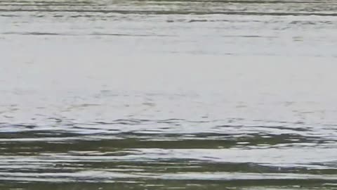 Duck in slow motion / beautiful water bird flies over a river.