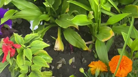 safflower green leaves