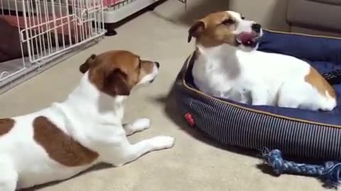 Dog steals sibling's bed, totally unfazed by angry barking