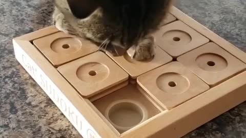 the puzzle For Cats