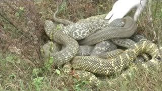 100s Of Snakes Released Into Wild After China Ban