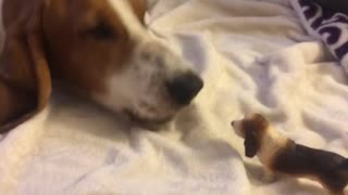 Basset hound on white blanket scared of dog toy barks