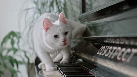 Cat On Piano