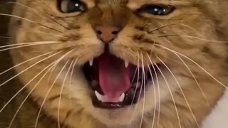 😍Cute and Funny Cat Compilation