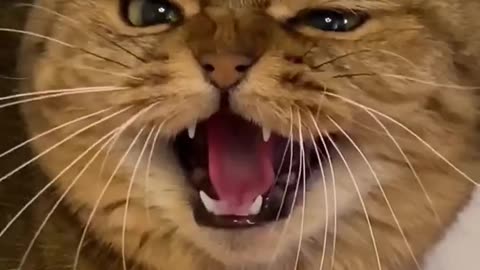 😍Cute and Funny Cat Compilation