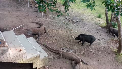 Wild pigs and komodo dragons eat together outside my house