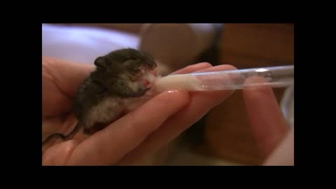 Baby mouse feeding