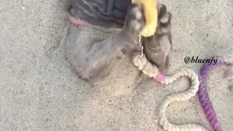 Dog Eat frozen Banana On the Beach