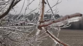 2021 Ice Storm Trees Falling Apart!