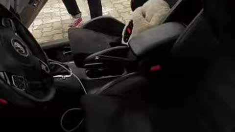 Cute puppy passenger