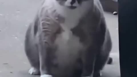 Fat cat doing a very funny dance