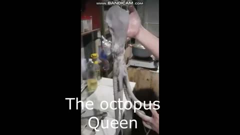 Octopus queen