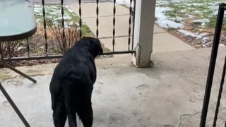 Playful Pooch Prepares to Pounce