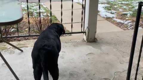 Playful Pooch Prepares to Pounce