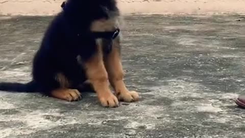 German shepherd puppy learn sit and hello command