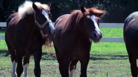 Horses at horse farm. Horses in fenced area at ranch. Group of young horses on pasture