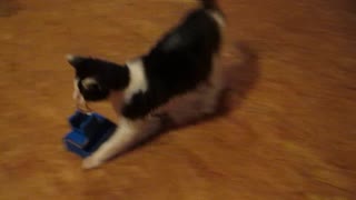 Cat drags toy across the room