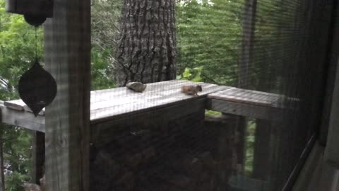 A Red Squirrel Comes To Visit! And We Have Running Water!!