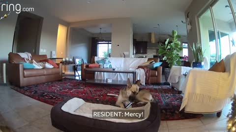 Indoor cam helps find out who's been destroying the ornaments /ring tv