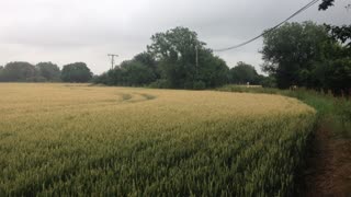 Dog jumping through field is pure bliss