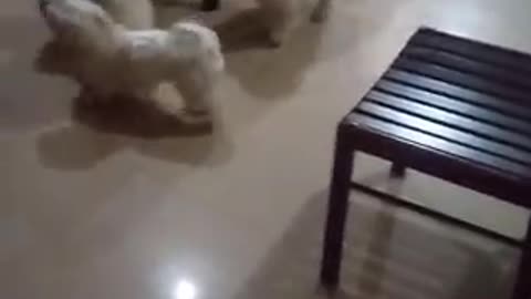 Dog wrestling triple threat match