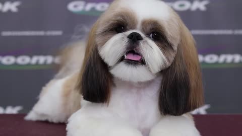 A beautiful haircuts shih tzu - How to groom shih tzu?