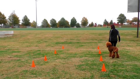 Teach a Dog to Walk Backwards