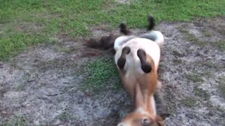 Miniature Horse With Itchy Skin Creates Chaos In The Backyard