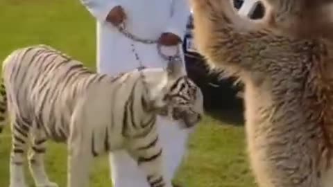 Amazing Animal Videos | White Tiger with Master & Bear drinking with Milk bottle | #shorts