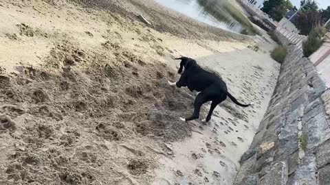 Hank at the beach