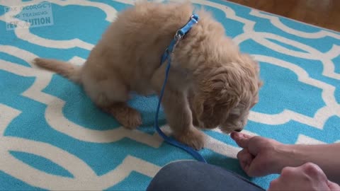 3 Basic Things to Teach a New Puppy Made Easy