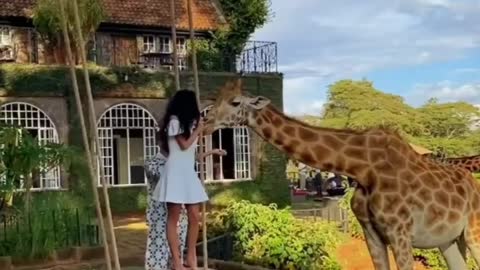 Nice giraffe nice woman