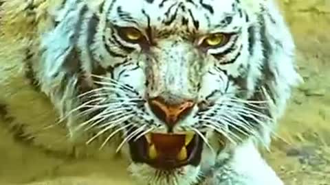 |nature clips||lion attitude||tiger attitude||attitude video||natural beauty||jungle video lion||pet