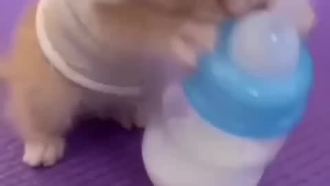 My CUTE cat drinking MILK LiKe a baby