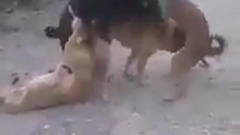 Dogs having a 4some