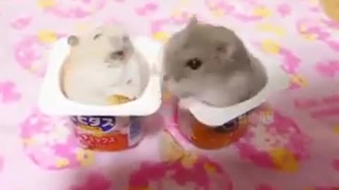 Yogurt hamsters fighting each other over chips