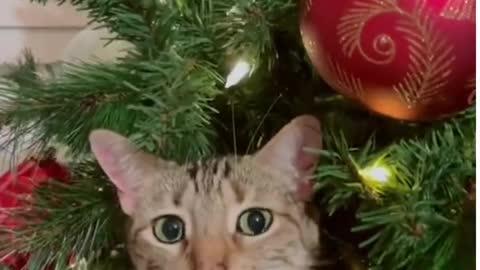 THE MAIN CHRISTMAS TREE TOY! Funny videos cats #Shorts