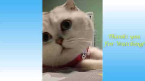 Cute and Funny Pets Compilation Series
