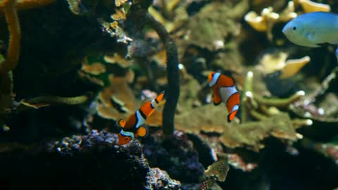 fish video in aquarium