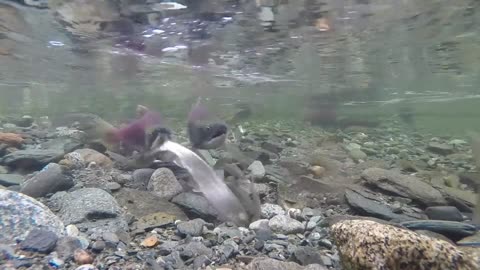 SOCKEYE SALMONS FISH UMDERWATER VIDEO
